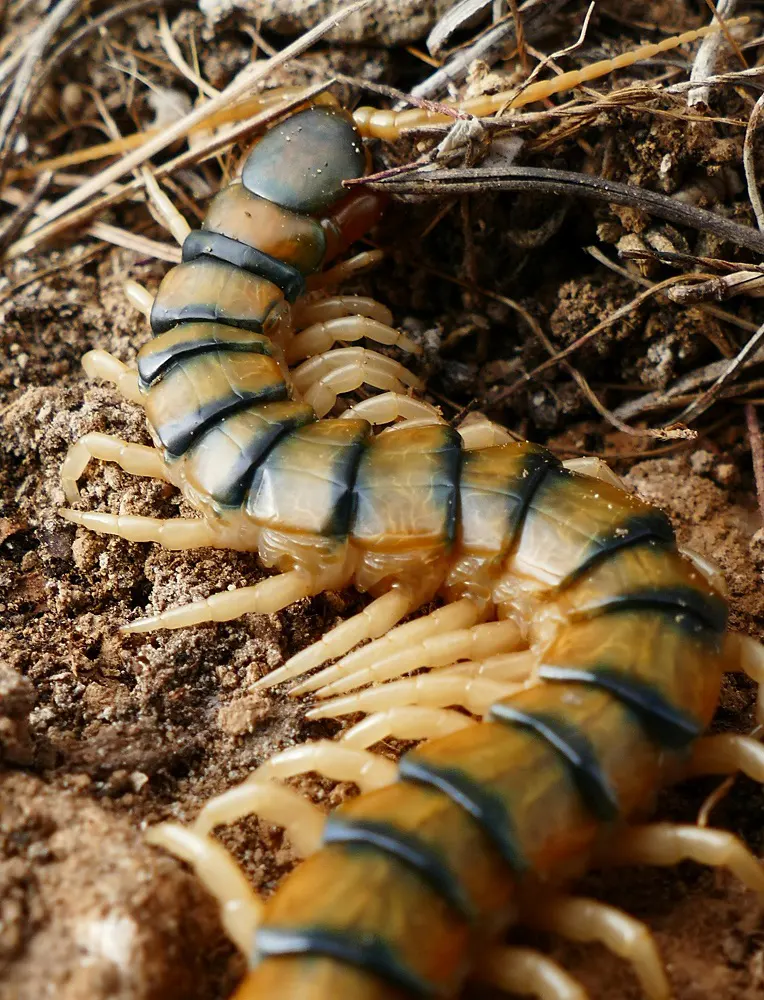 Arthropods Collection